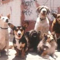 The Wonderful World Of Dogs